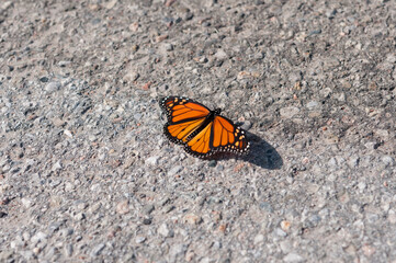 Fototapeta na wymiar butterfly on the pavement