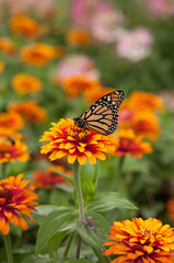 monarch butterfly on a zinnia flower