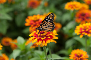 monarch butterfly on a yellow and orange zinnia bloom