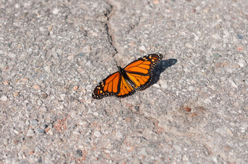Fototapeta na wymiar butterfly on the ground