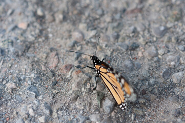 butterfly on the ground