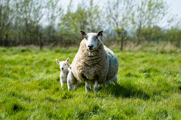 Mother ewe's and their newborn lambs in the Suffolk countryside in the bright springtime sun