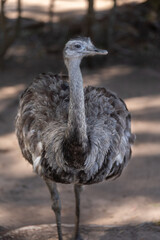 The common rhea or pampas choique (Rhea americana) is a species of bird of the Rheidae family. It is found exclusively in South America. it is also called "ostrich"