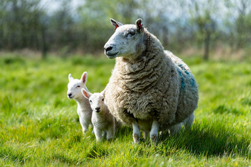 Naklejka na ściany i meble Mother ewe's and their newborn lambs in the Suffolk countryside in the bright springtime sun