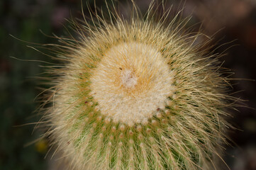 top of a cactus close up
