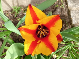 Tulpe rot gelb