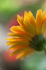 yoke-orange gerbera daisy viewed from the rear (on a bokeh background)