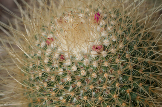 Close Up Of A Cactus (with Old Wilted Blossoms)