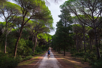 Woman riding MTB in Maremma nature reserve, Tuscany, Italy. Cycling among extensive pine forest olive trees and green woodland in natural park, dramatic coast - obrazy, fototapety, plakaty