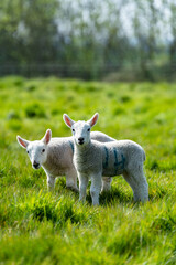 New born spring lambs enjoying the spring sunshine in the Suffolk countryside