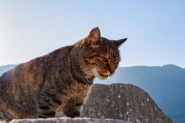 エフェソス遺跡の野良猫