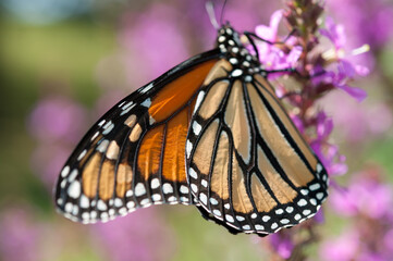 Naklejka premium Danaus plexippus on Lythrum blossoms