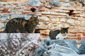 エフェソス遺跡の野良猫