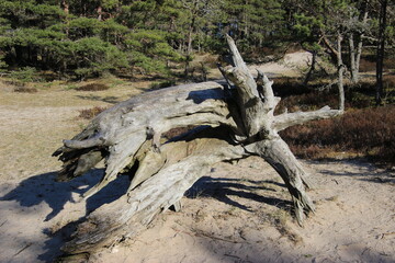 dead tree trunk