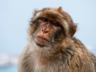 Macaques of Gibraltar