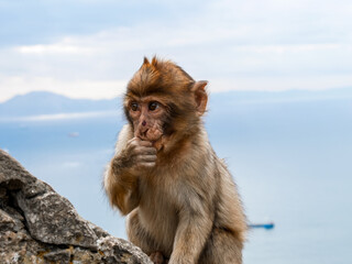Macaques of Gibraltar