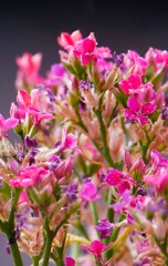 Fototapeta premium Closeup shot of flowers shortly after rain