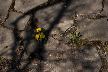 Brick Stone Texture with Grass, Flowers and Dandelion (Castle)