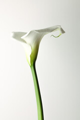 Calla recisa. Still life del fiore isolato su fondo bianco.