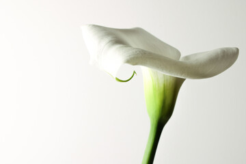 Calla recisa. Still life del fiore isolato su fondo bianco.