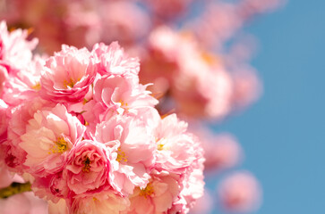 Cherry Blossom or Sakura flower on nature background