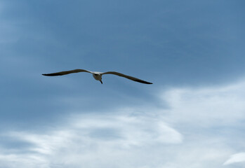 Seagull looking to the ground in mid-flight, with background blurred from the blue sky and clouds.