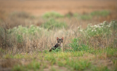Obraz na płótnie Canvas Young wild tabby cat with penetrating gaze, in dry vegetation, background out of focus.