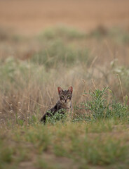 Young wild tabby cat with penetrating gaze, in dry vegetation, background out of focus.