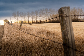 A barbed wire fence and old fence post along a harvested wheat field at sunrise in Rocky View County Alberta Canada.