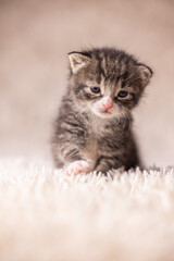 cute young kitty on a white blanket