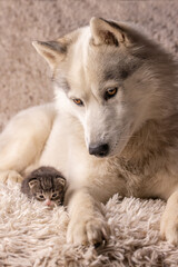 Husky dog with cute kitty lying together