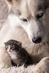 Husky dog with cute kitty lying together