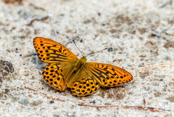 Fototapeta na wymiar Large orange butterflies on a background of sand