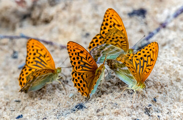Large orange butterflies on a background of sand