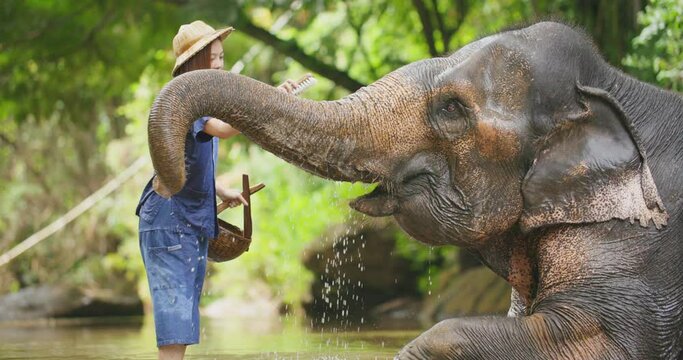 Young happy asian woman sitting on an elephant feeding and playing with an adult elephant in national park. Female tourist having fun on exotic vacation in tropical forest. Slow motion.