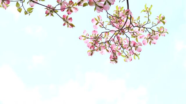 おだやかな晴れ間と透過光が美しいハナミズキの花