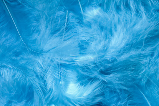 Texture of blue feathers macro, feathers background