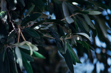 olive leaves in the wind