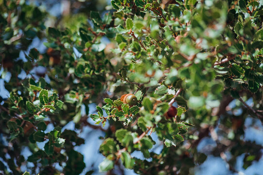 holly tree with green leaves