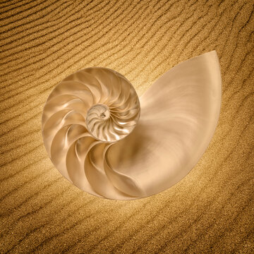 Nautilus sea shell against rippled sand, digital composite