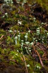 Tiny green Pixie Cup Lichen, a fungus growing on the floor of the Palatinate forest of Germany on a wet fall day.
