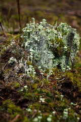 Green grey Pixie Cup Lichens on the forest floor in the Palatinate forest of Germany on a wet fall day.