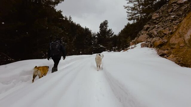 Men and their dogs hiking on a snowy forest road in winter.