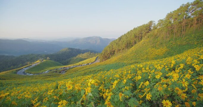 Yellow blooming Mexican sunflower field under blue sky on the Mountain in Northern of Thailand. "Tung Bua Tong" Tithonia diversifolia flowers on winter in Mae Hong Son Province. Travel Destination.