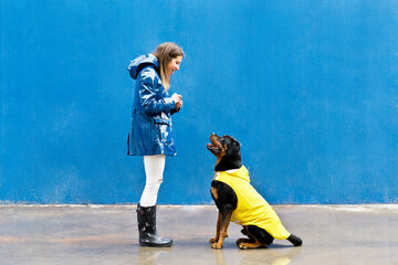 Panoramic view of woman and dog with yellow raincoat. Horizontal view of woman training rottweiler under the rain isolated on blue background. People and animals concept.