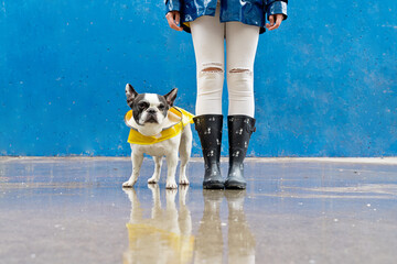 Front view of bulldog with raincoat and galoshes on blue background. Horizontal panoramic view of woman with wellingtons and bulldog wearing raincoat isolated on sidewalk. Animals concept.