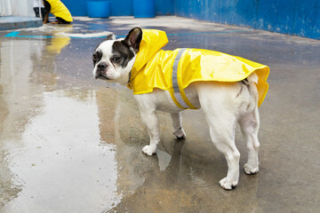 Panoramic view of dog with raincoat on puddle. Horizontal low angle view of angry french bulldog...