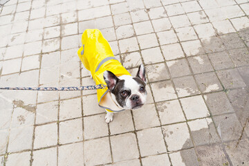 Top view of dog with raincoat walking in sidewalk. Horizontal high angle view of small french bulldog wearing yellow raincoat isolated on grey background. Animals concept.
