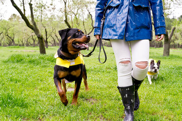 Low angle view of rottweiler dog with raincoat running in the park. Horizontal cropped view of unrecognizable woman in raincoat walking with dog on green background. Animals concept.
