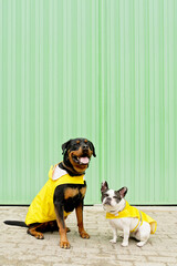 Front view of two dogs with raincoat in green background. Vertical low angle view of rottweiler and french bulldog wearing yellow raincoat isolated on sidewalk. Animals concept.